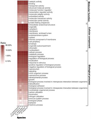 Insight into the genomes of dominant yeast symbionts of European spruce bark beetle, Ips typographus